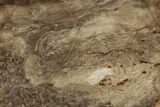 3.8" Polished, Jurassic Petrified Tree Fern (Osmunda) Slab - Australia - #185160-1